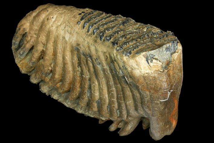 Palaeoloxodon (Mammoth Relative) Molar - Collector Quality! #137178